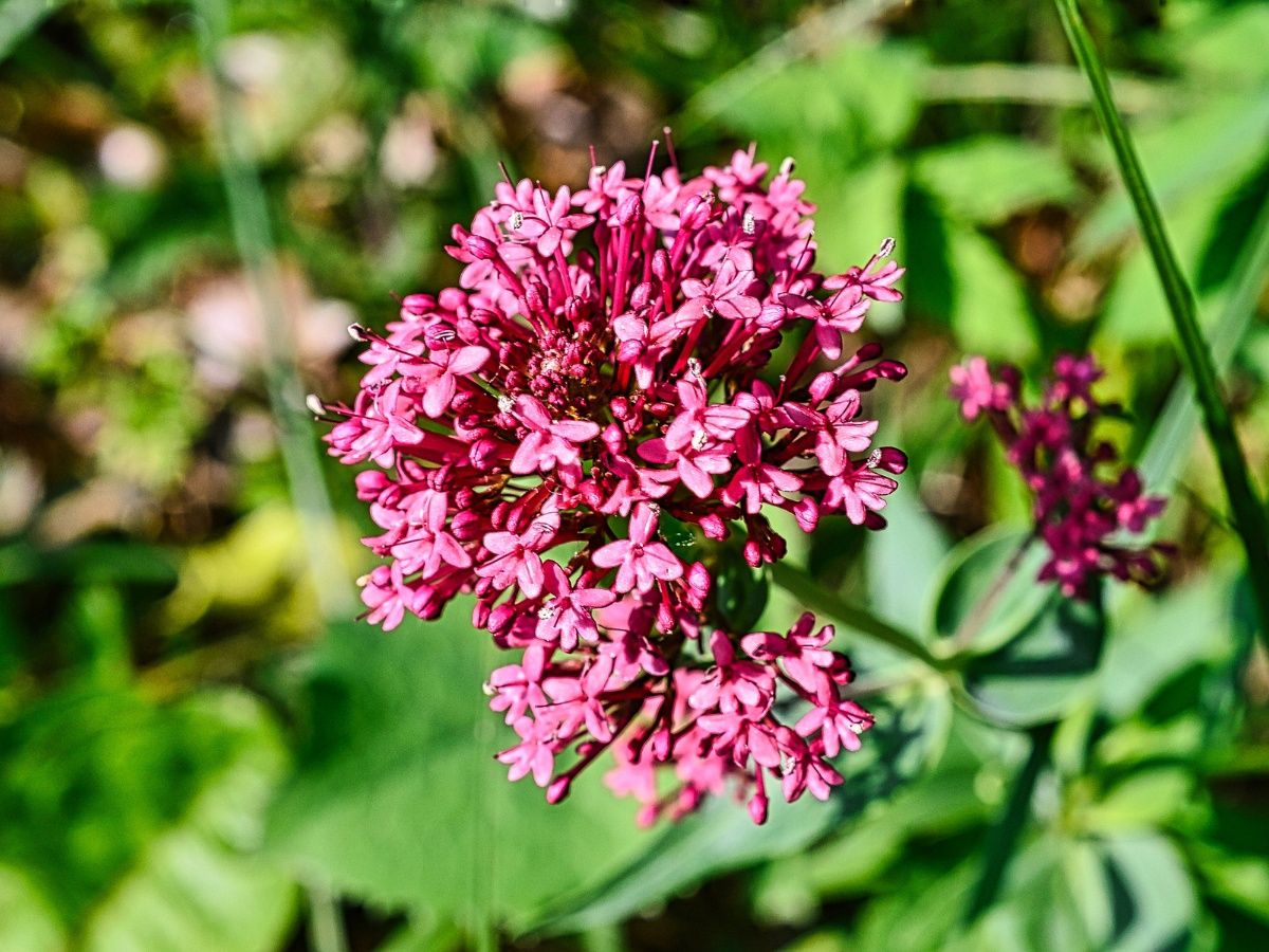 Cómo tomar valeriana